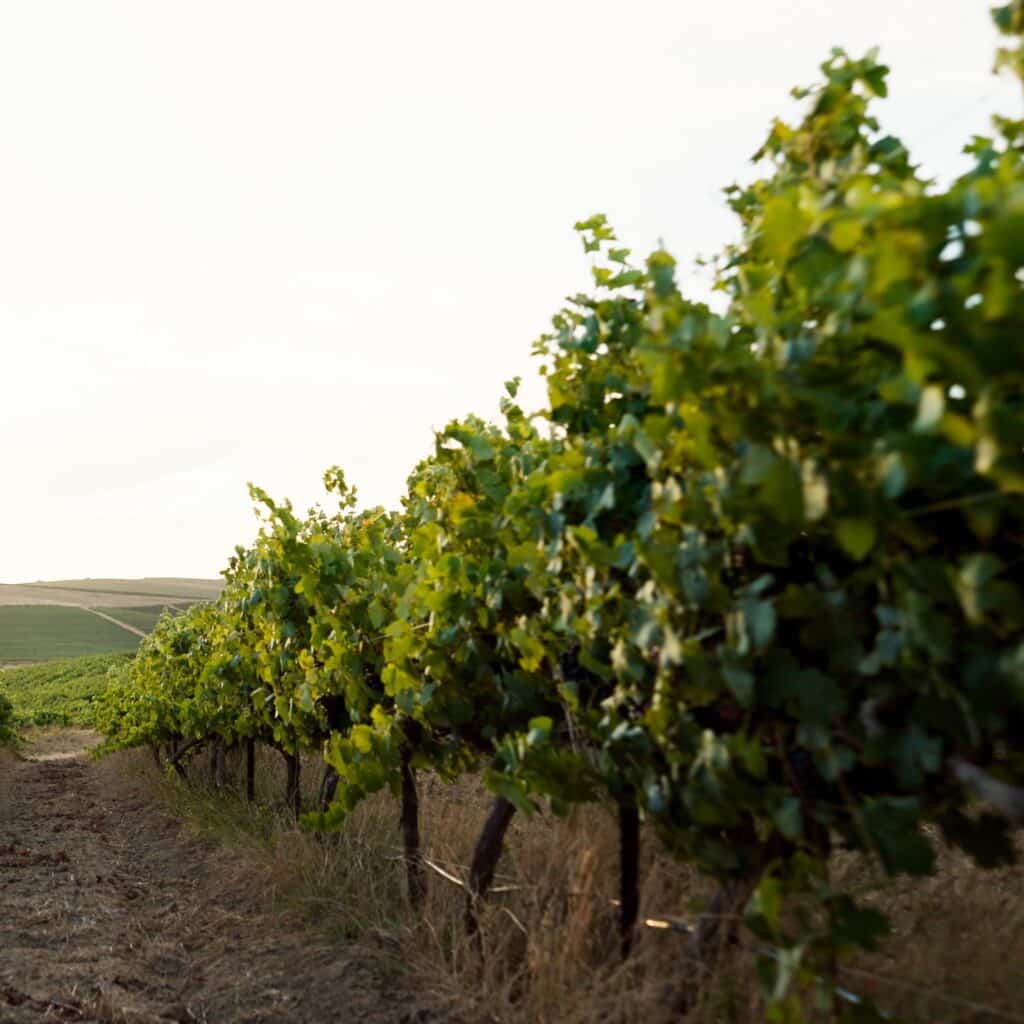 Rangs de vignes verdoyants dans un vignoble ensoleillé avec des collines à l'horizon.